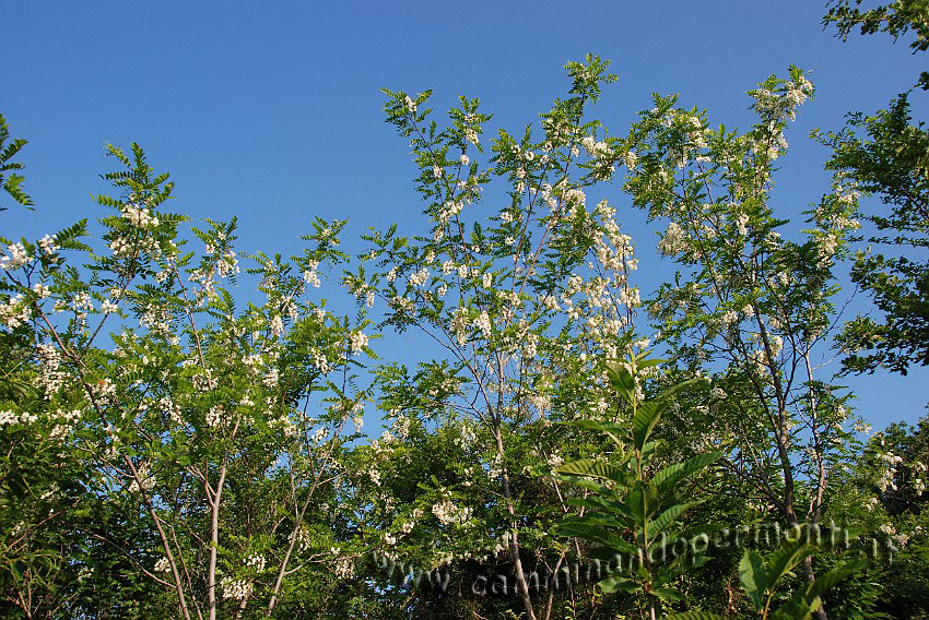 09 03981 Robinia in fiore.JPG